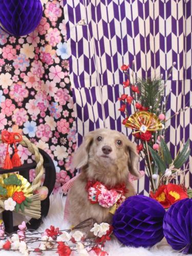 20250105ぺこちゃん